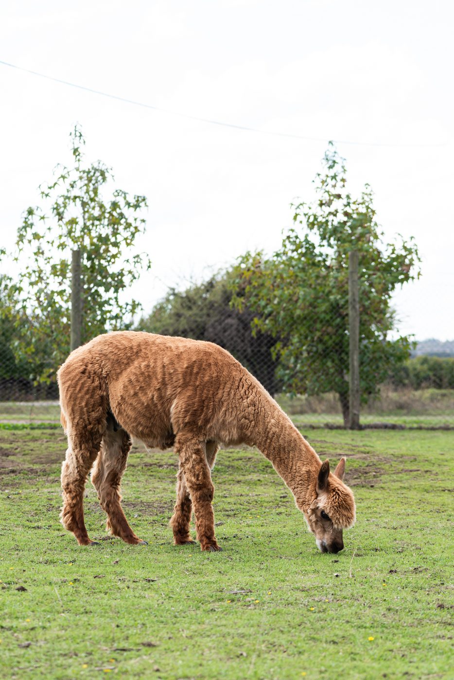 Alpacas en Fundo Larqui Poniente — ecosistema prístino